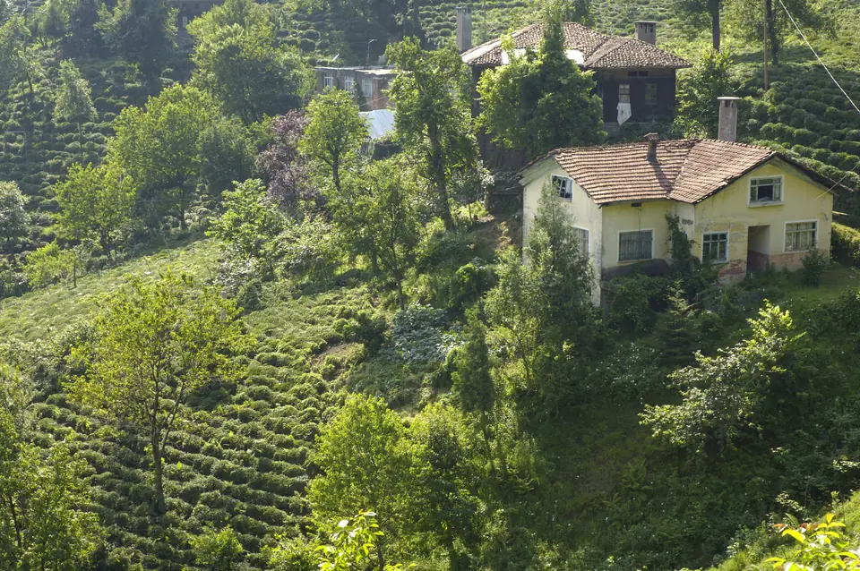 Çay bahçelerinin ortasında kalmış beyaz köy evi